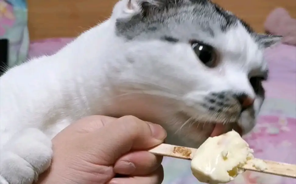 猫咪可以吃冰糕吗(猫咪可以吃冰糕吗泰迪)