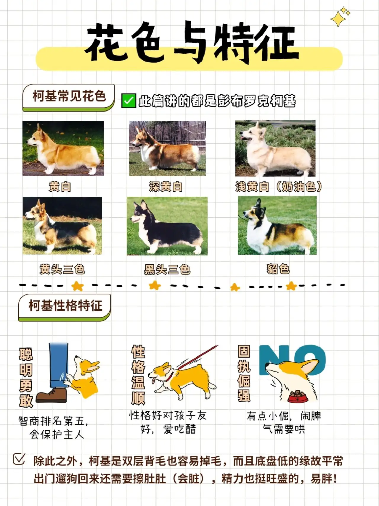 怎样养柯基犬(如何养好柯基幼犬)