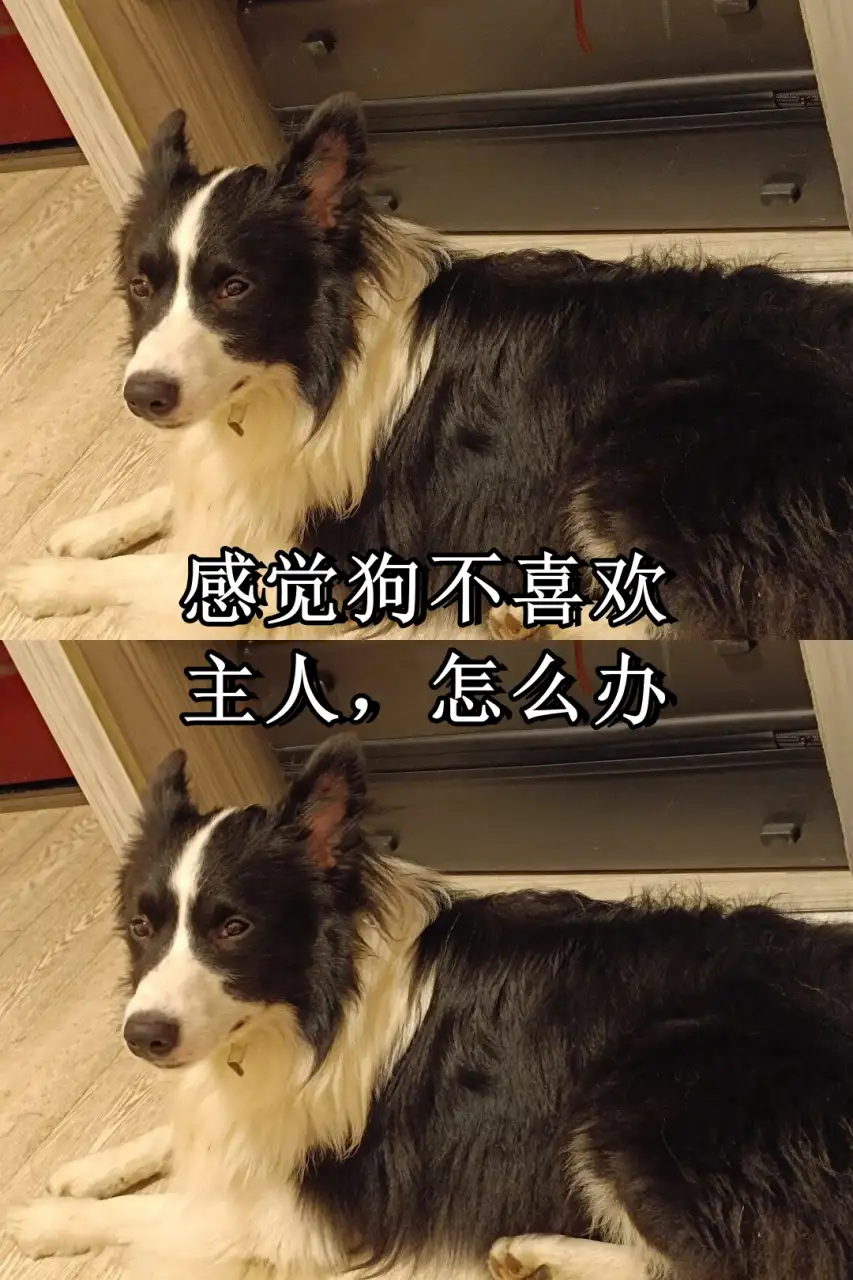 买一只边牧犬狗多少钱(买一只边牧犬狗多少钱合适)