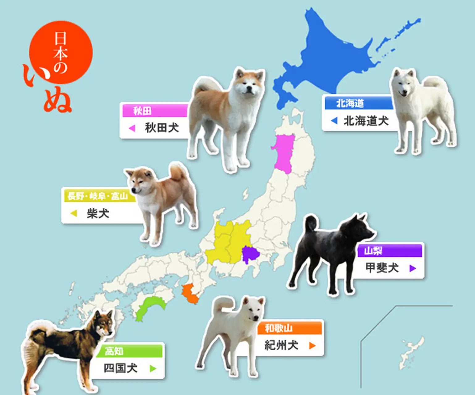 日本柴犬和秋田犬区别(日本名犬秋田犬和柴犬是一种吗)