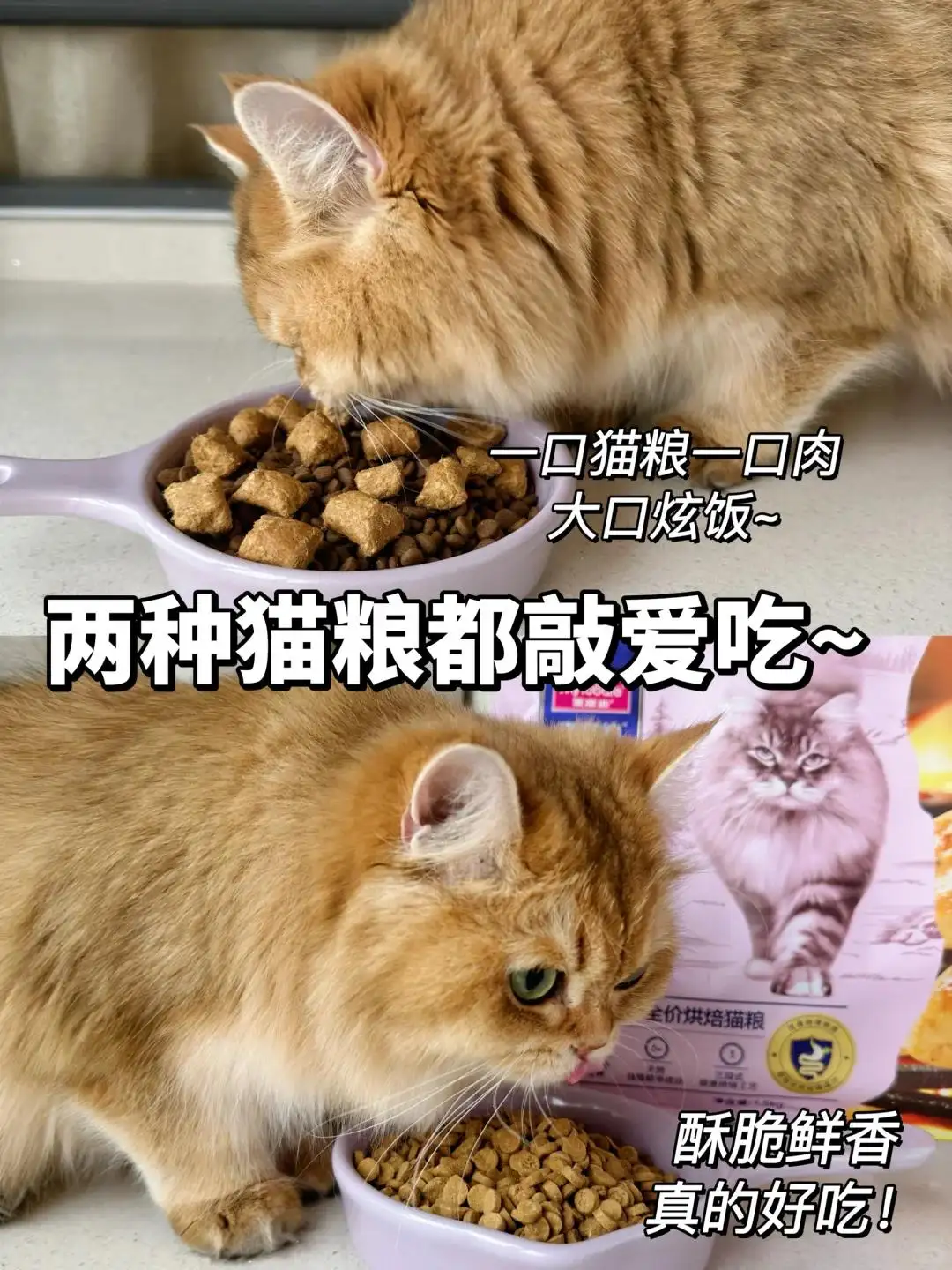 猫猫便秘最快的解决方法(猫咪便秘怎么办猫咪便秘怎么解决)