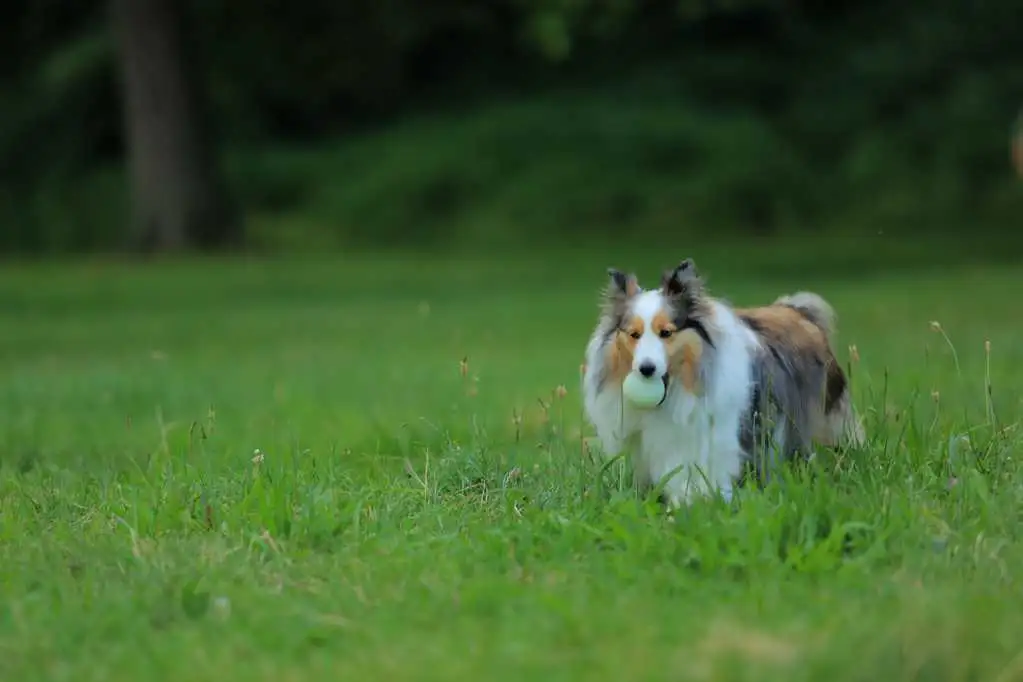 苏格兰牧羊犬小时候(苏格兰牧羊犬小时候图片)