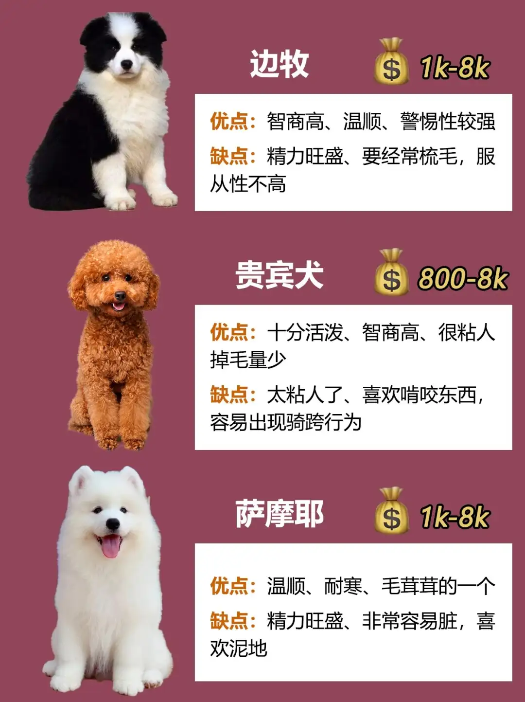 关于中华田园犬的介绍(关于中华田园犬的介绍作文)