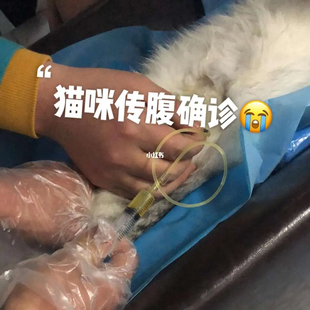 猫传腹的概率(猫传腹的概率大吗)