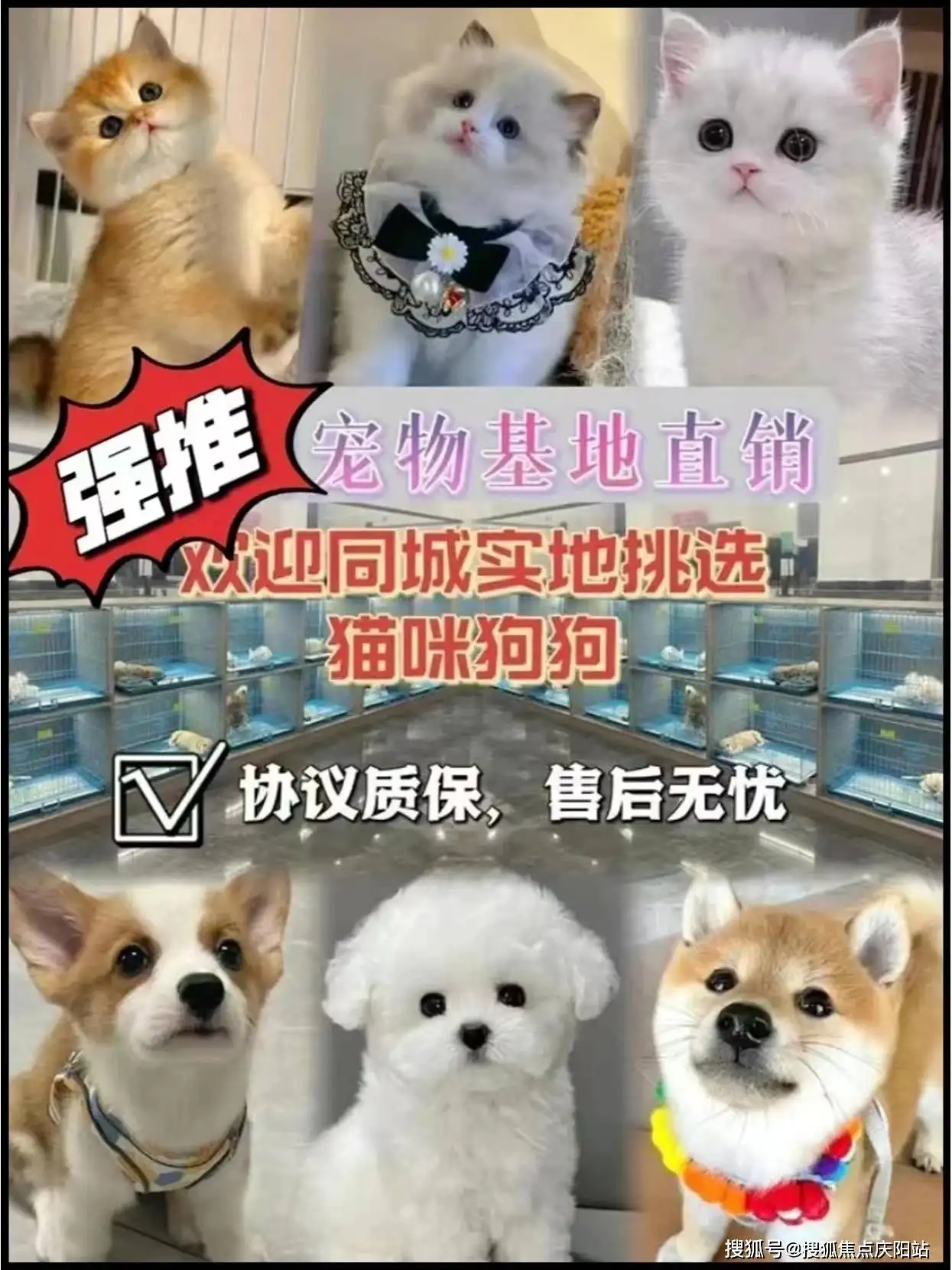 猫的品种美短多少钱一只(猫的品种美短多少钱一只幼崽)