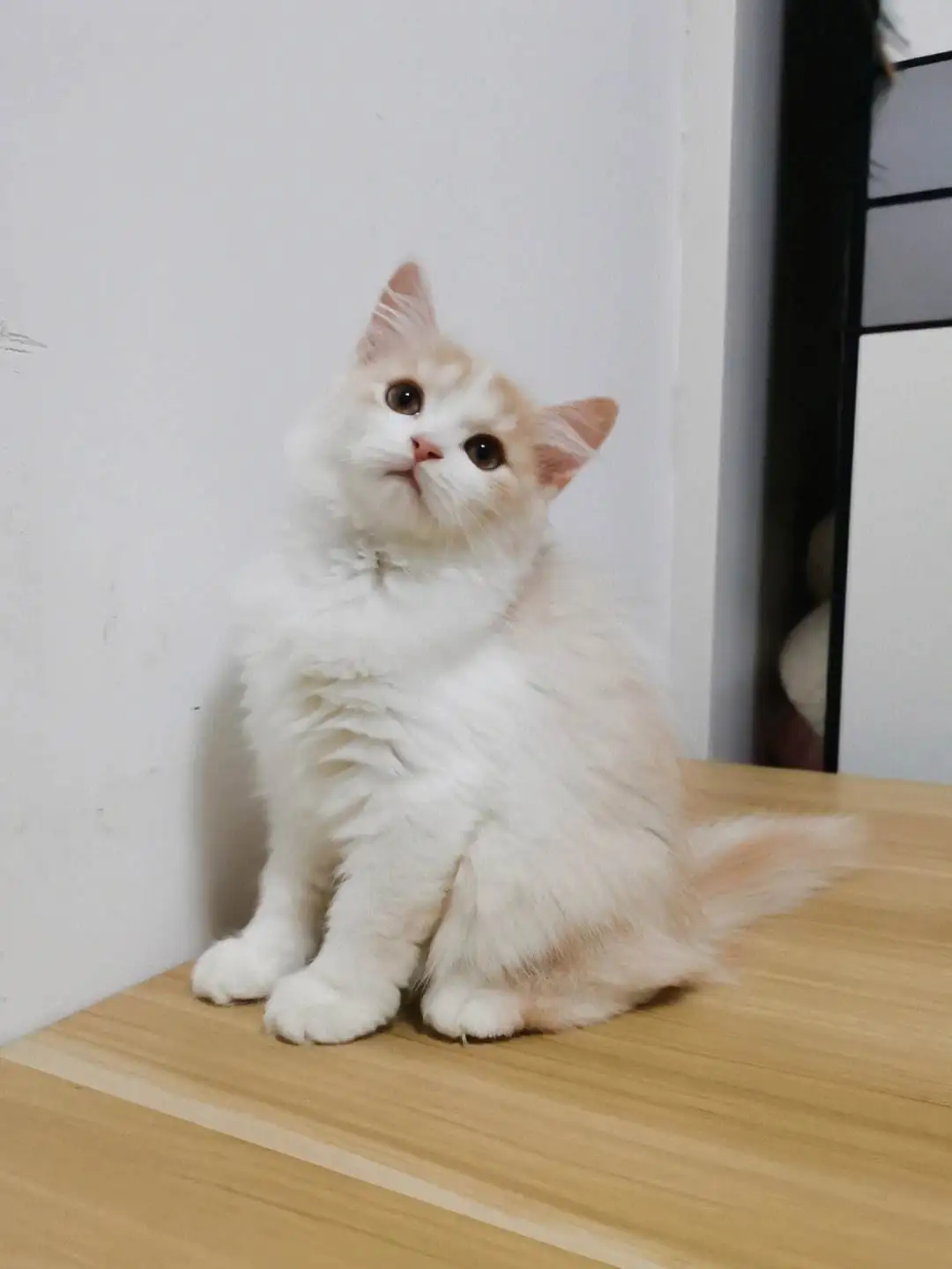 高地纯白猫多少钱一只(纯白高地猫长毛的价格是多少)