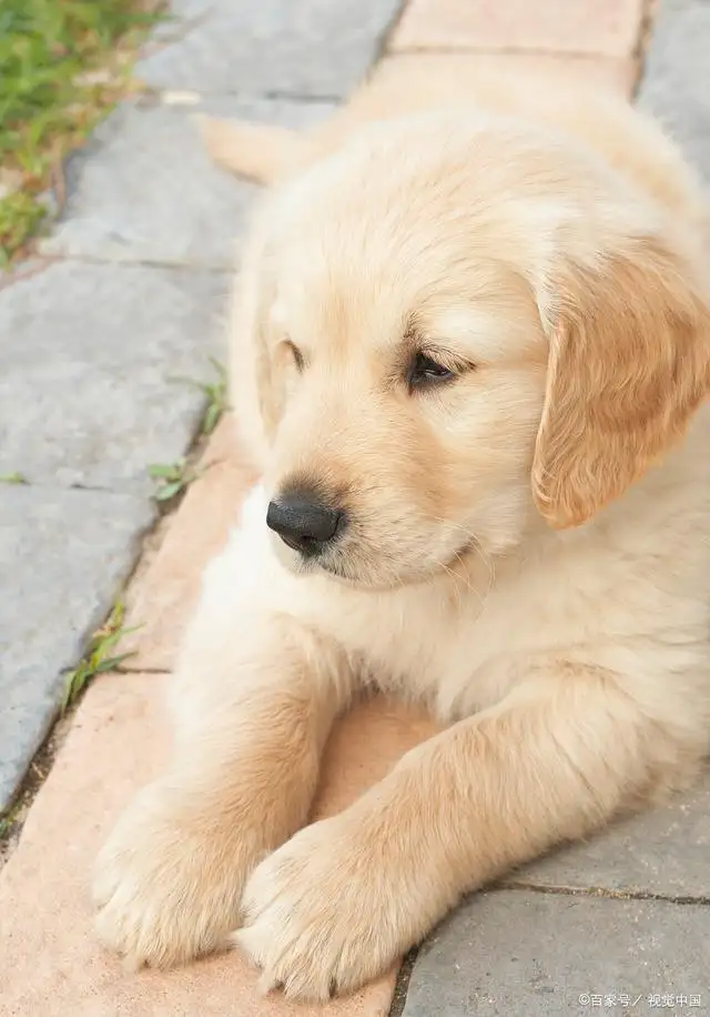 金毛的小型犬(金毛小型犬图片大全)