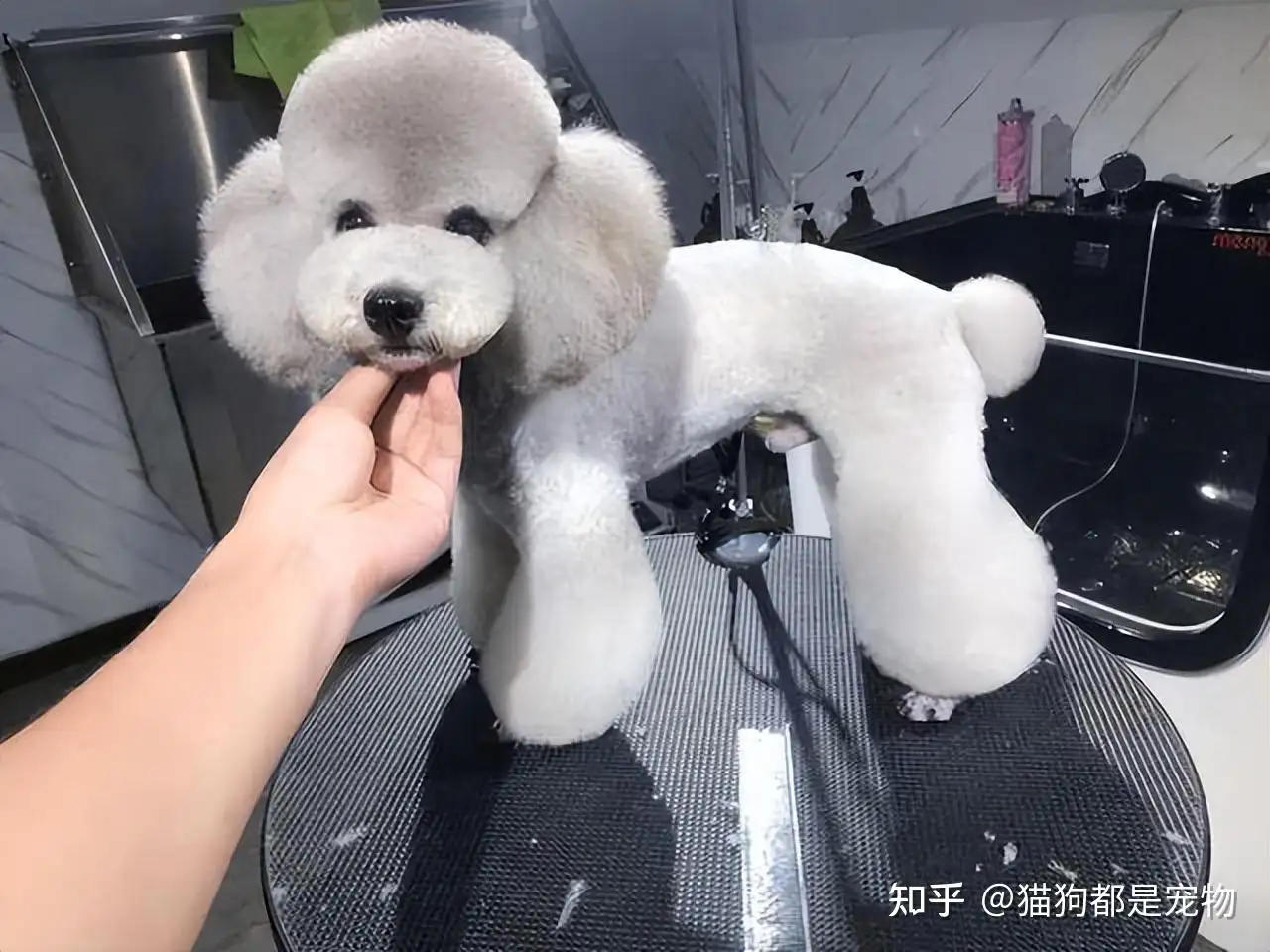 泰迪犬和贵宾犬(泰迪犬和贵宾犬是一个品种吗)