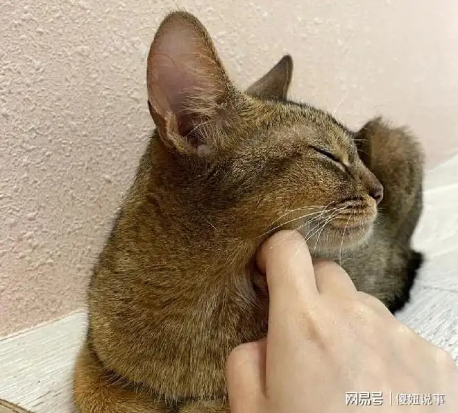 猫喜欢主人摸它什么部位(猫喜欢主人摸它什么部位图片)