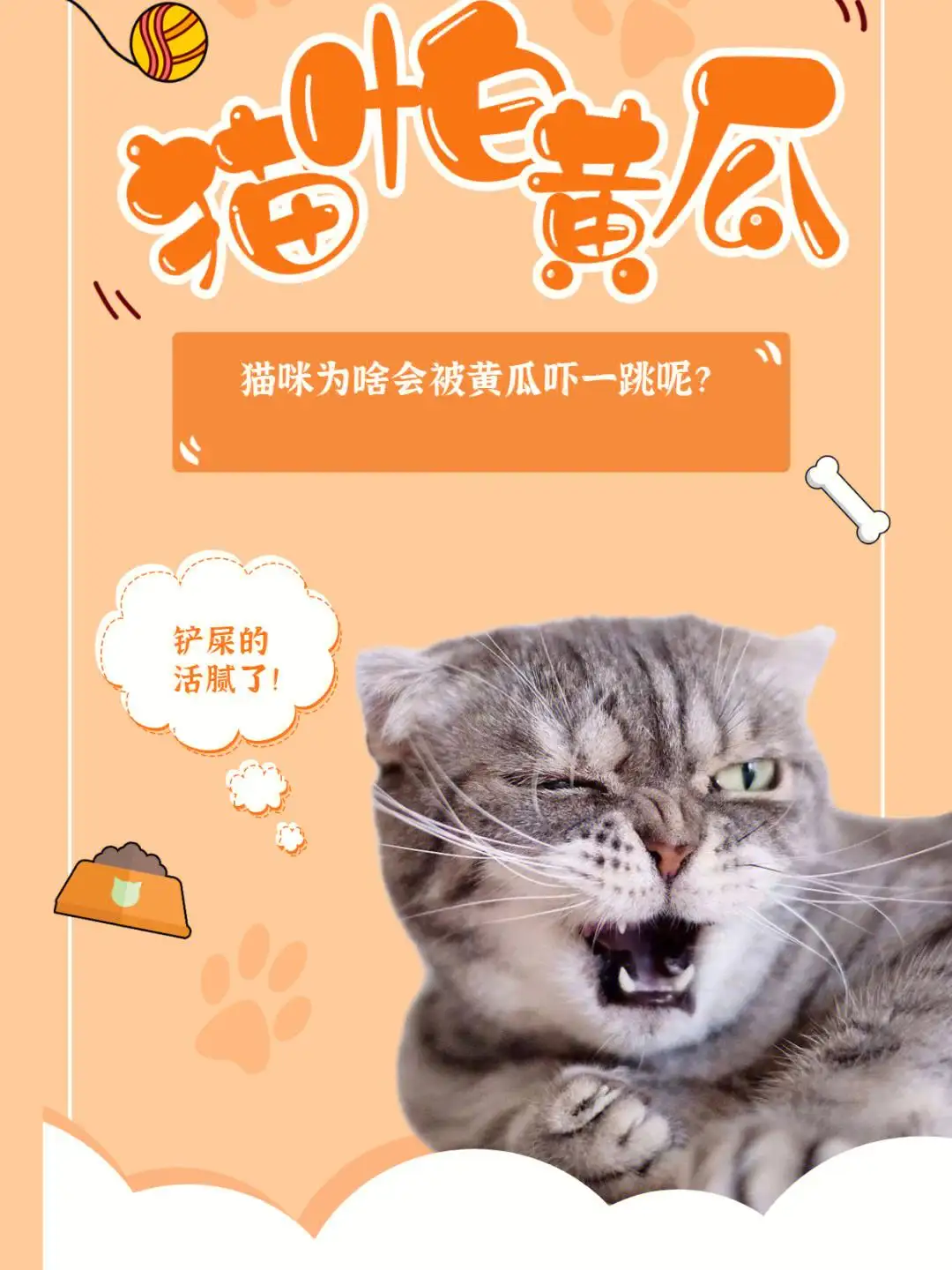 猫咪吃黄瓜熟的好还是生的好(猫咪吃黄瓜熟的好还是生的好一点)