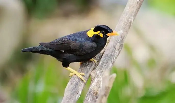 八哥鸟换毛期间吃什么好(八哥鸟开始换毛了什么时候开口讲话)