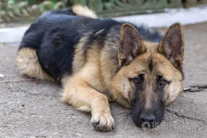 东欧牧羊犬多少钱一只(东欧牧羊犬多少钱一只图片)