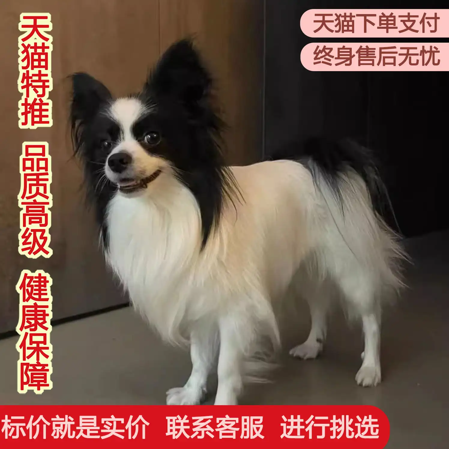 最忠诚的小型犬(最忠诚的小型犬排行榜)