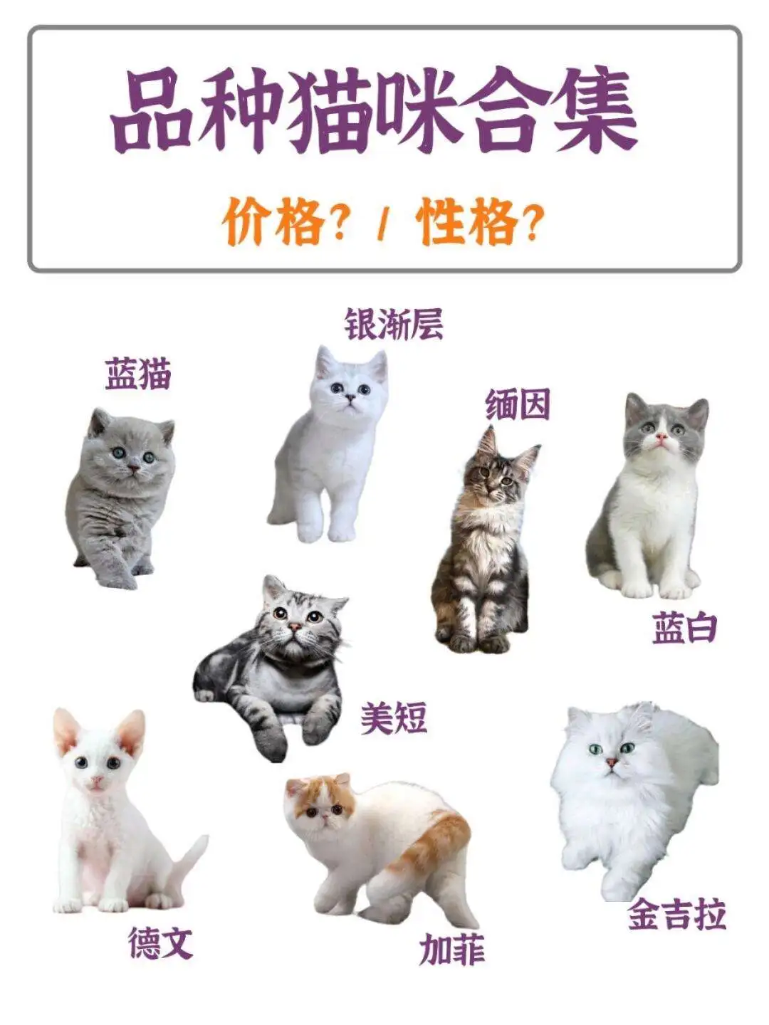 猫咪的品种与性格(猫咪的品种与性格特点)