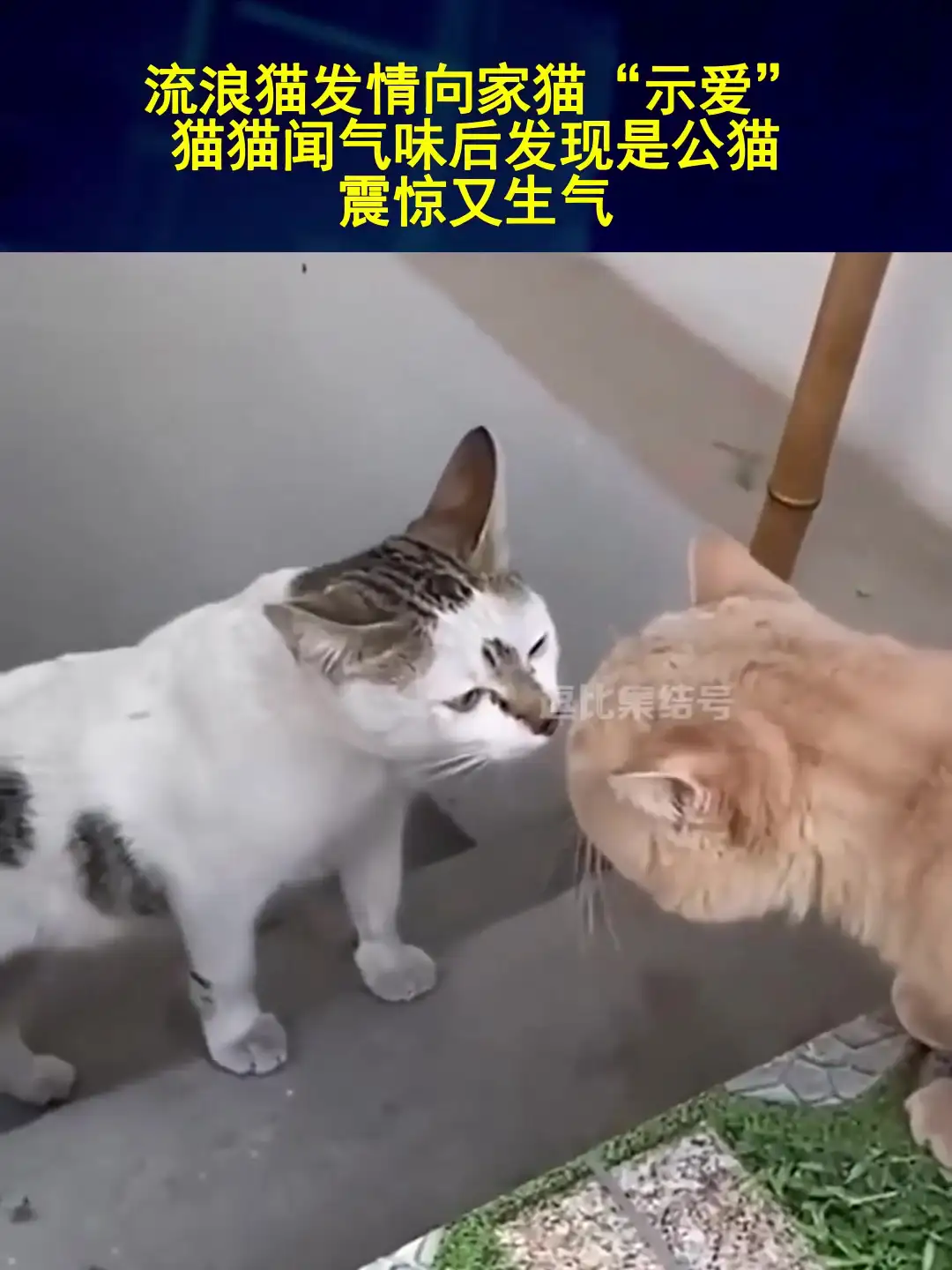 猫的气味多久能散去(猫的气味多久能散去掉)