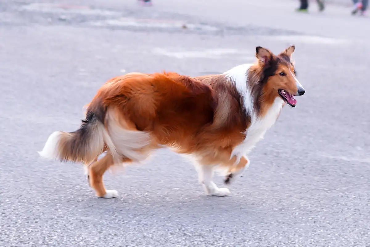 苏格兰牧羊犬长什么样(苏格兰牧羊犬长什么样?)