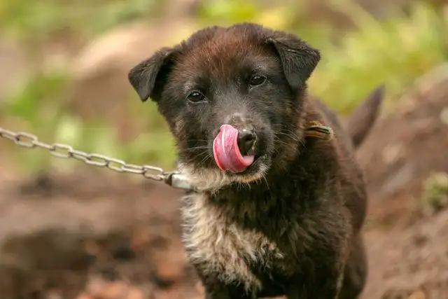 太行犬幼犬多少钱(太行犬幼犬多少钱一只)