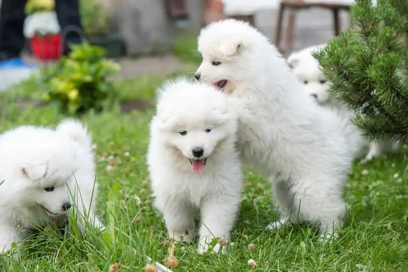 萨摩耶犬多少钱一只正常价(萨摩耶犬多少钱一只正常价格图片)