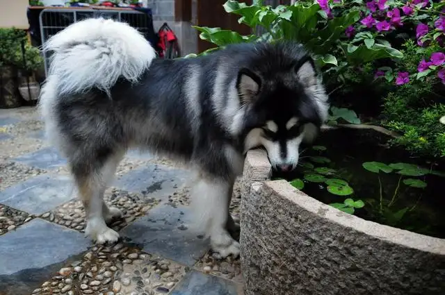 阿拉斯加是禁养犬种吗(阿拉斯加是禁养犬种吗为什么)