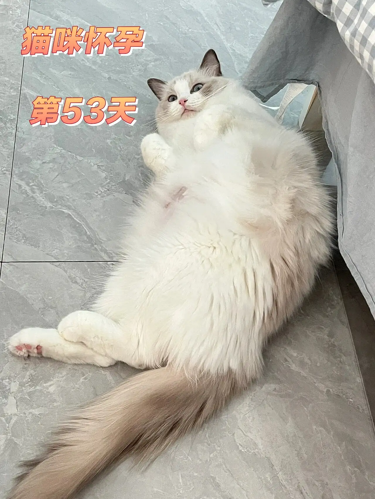 猫几月怀胎几月生?(猫几个月怀孕几个月下崽)