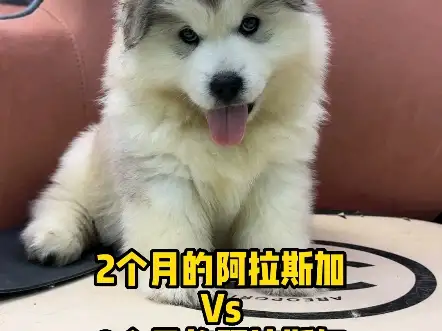 一只阿拉斯加多少钱幼犬(一只阿拉斯加多少钱幼犬能买中国)