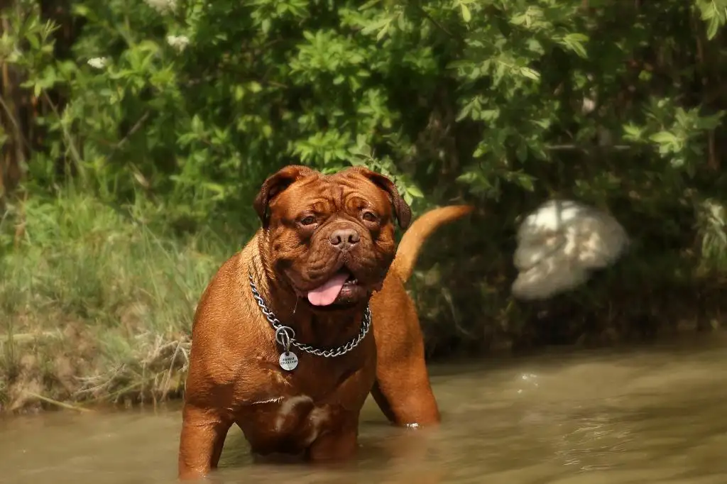 斗牛獒犬多少钱(斗牛獒犬的优缺点)