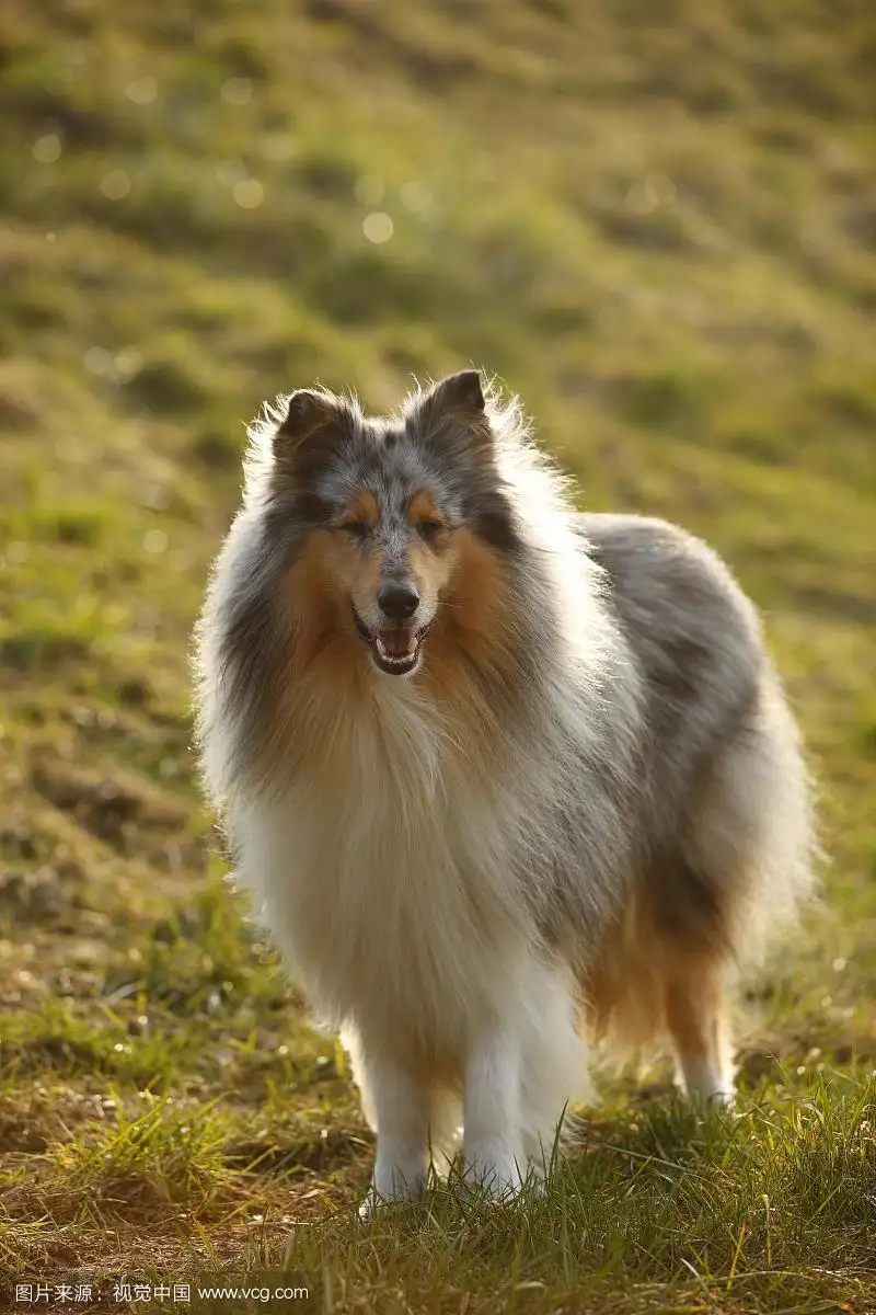 苏格兰牧羊犬长什么样(苏格兰牧羊犬长什么样?)