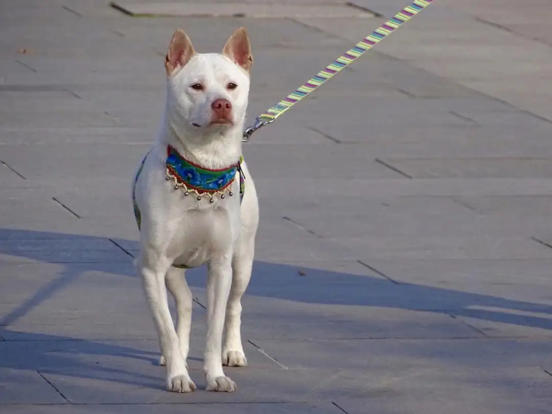 下司犬值钱吗(下司犬价格多少钱一只)