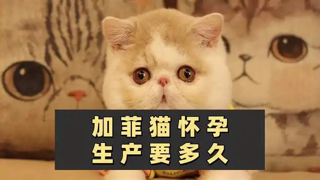 猫要怀孕多久才能生下来(猫要怀孕多久才能生下来宝宝)