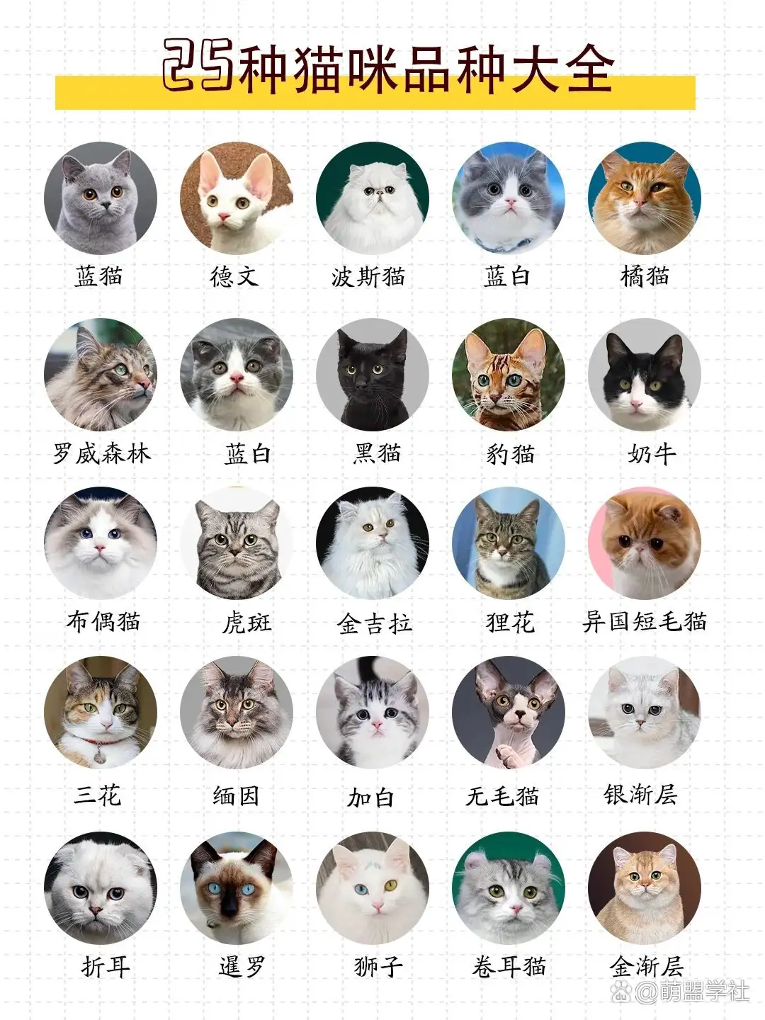 猫的品种有多少种(猫的品种有多少种数字)