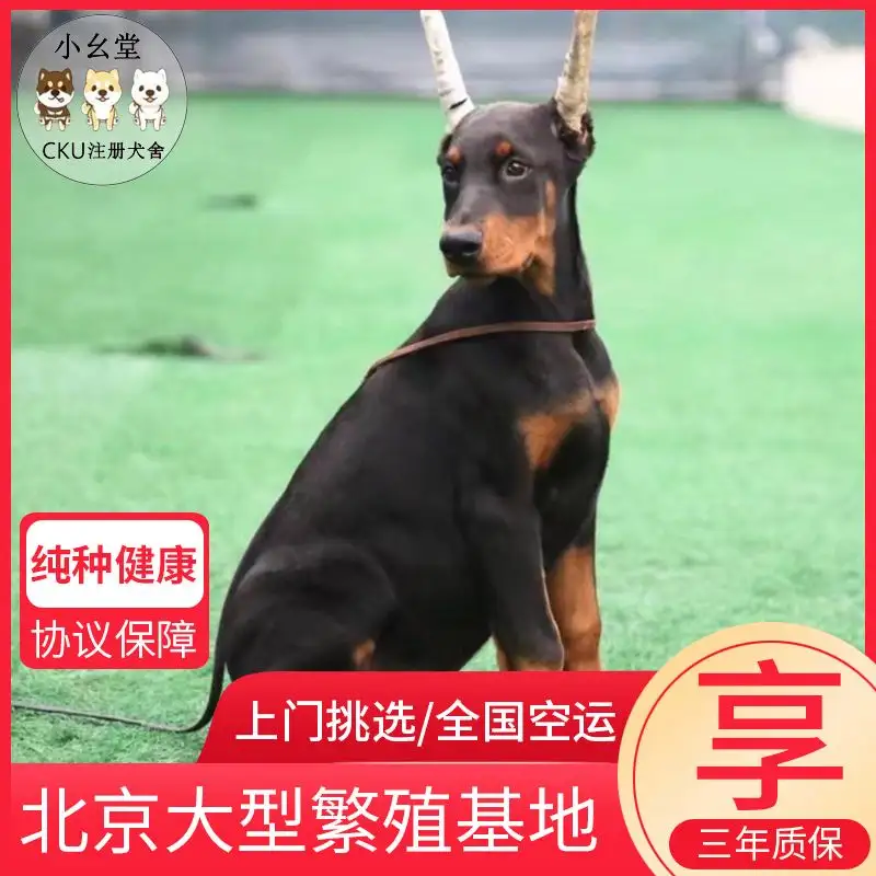 铁包金杜宾犬(迷你杜宾铁包金犬图片)