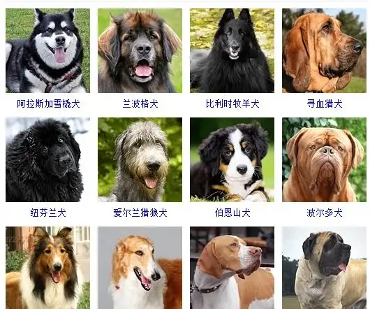 中型犬品种(中型犬品种大全)