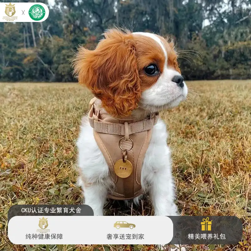 小型陪伴犬(小型陪伴犬养什么品种的好)