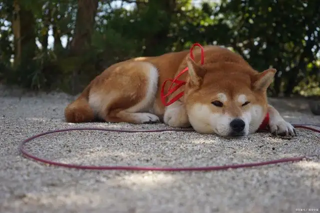 柴犬和秋田犬都是日本狗?的简单介绍