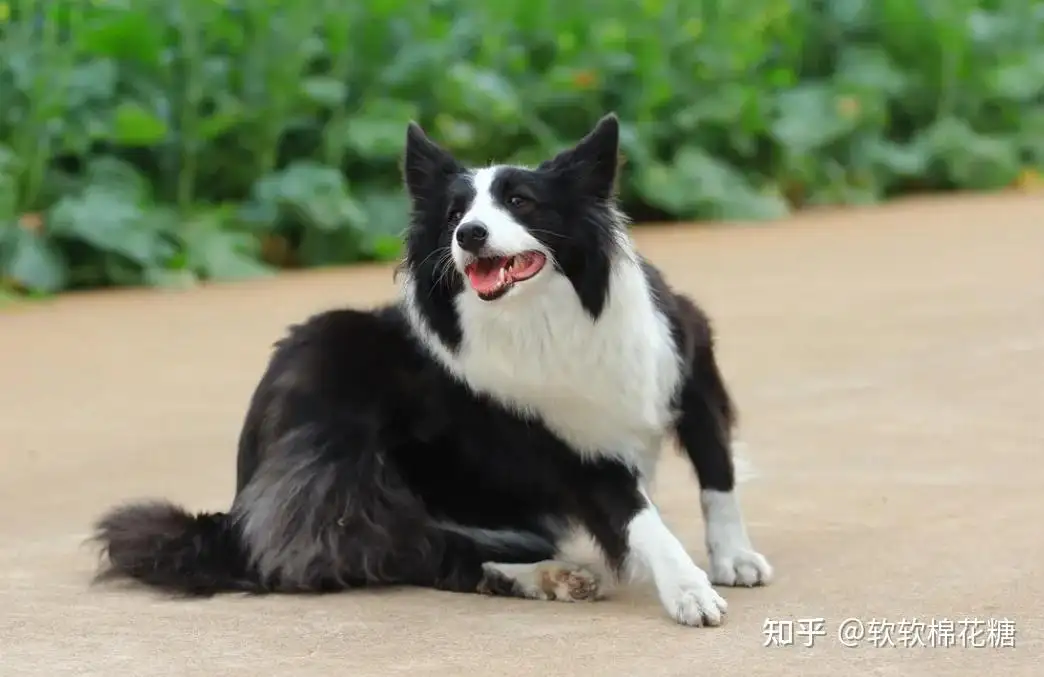 有哪些中型犬(有哪些中型犬不会叫)