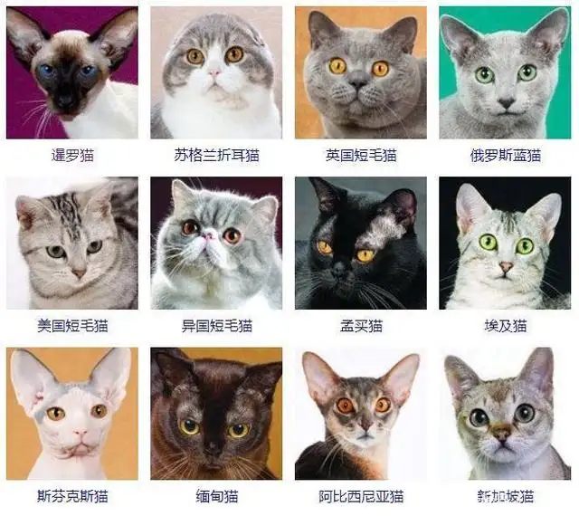 猫咪的品种排名(猫咪的品种排名图片)