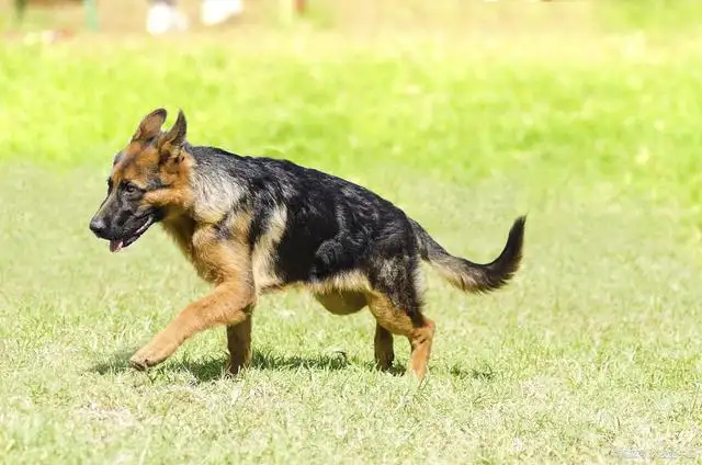 狼狗属于禁养犬吗(狼狗属于禁养犬吗英文)