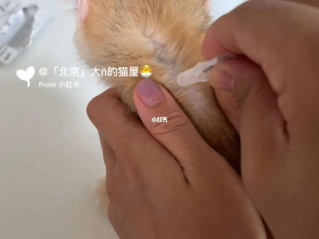 猫猫体内驱虫和体外驱虫可以一起做吗(猫咪体内驱虫药和体外驱虫药能一起用吗)