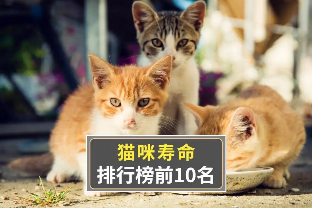 猫的最长寿命是多少年?(猫的最长寿命是多少年猫的正常寿命是多少年)