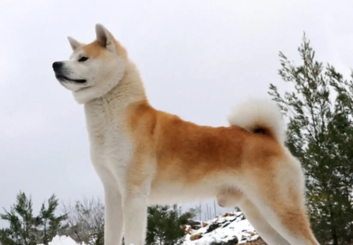 中华田园犬禁养(中华田园犬禁养令取消了吗)