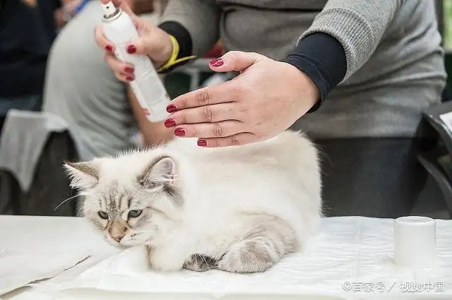 猫喜欢香水味吗(猫咪喜欢什么香水)