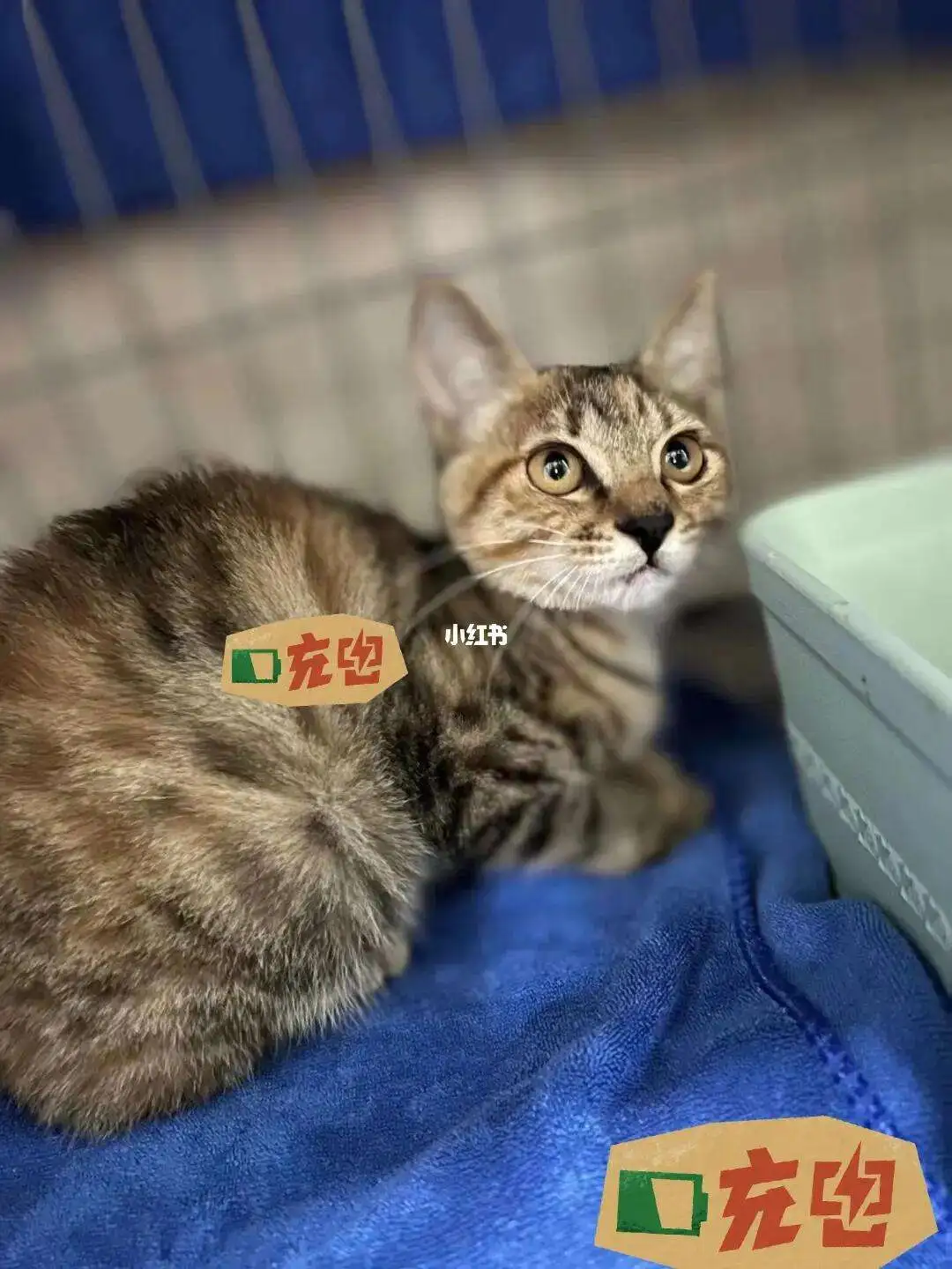 猫传腹441价格(猫传腹441多少钱一支)