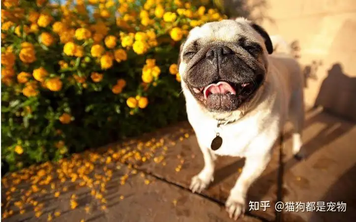 中华田园犬禁养(中华田园犬禁养令取消了吗)