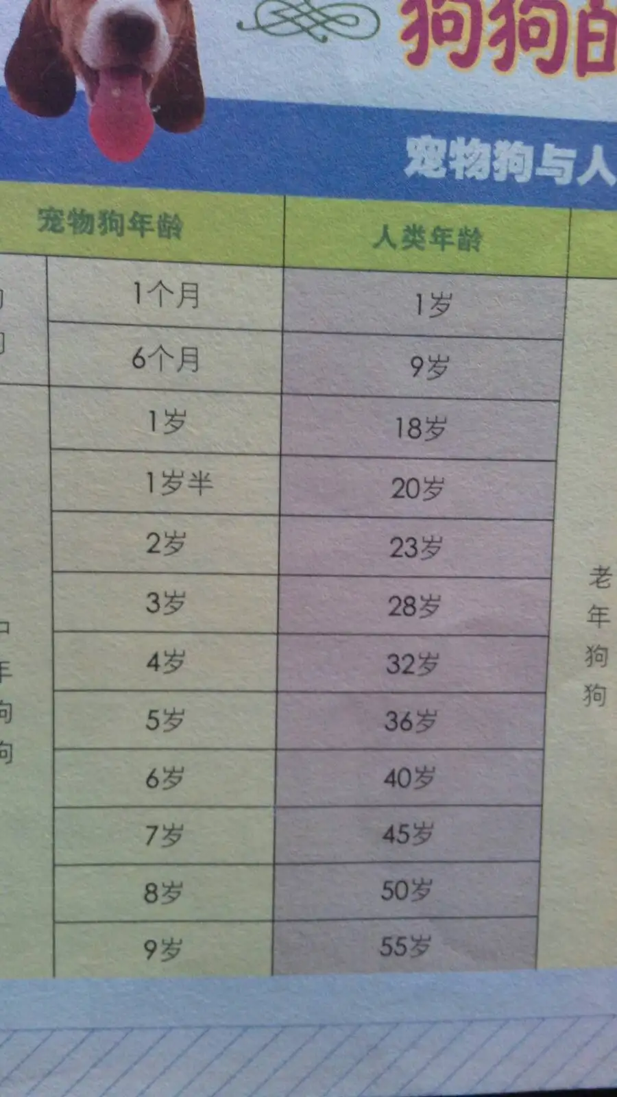 狗狗15岁相当人多少岁(狗狗十五岁相当于人多少岁)