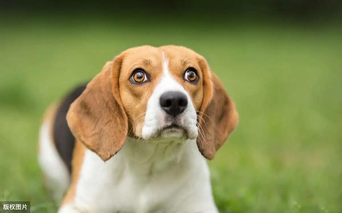 有哪些中型犬(有哪些中型犬不会叫)