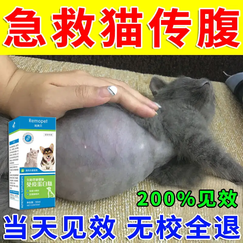 猫传腹呕吐吗(猫传腹会吐什么)