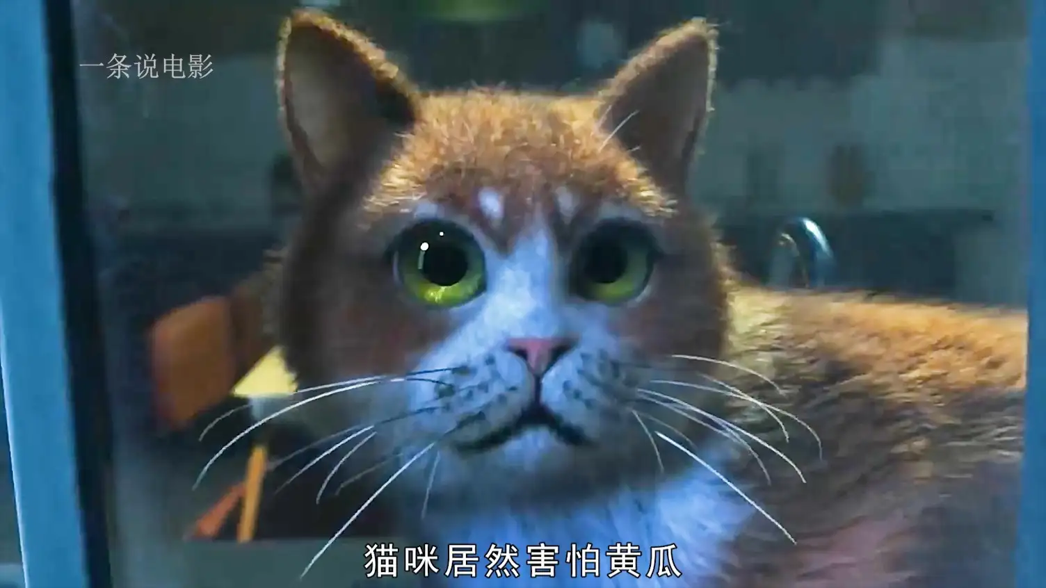 猫为什么喜欢吃黄瓜(猫咪为什么喜欢吃黄瓜?)