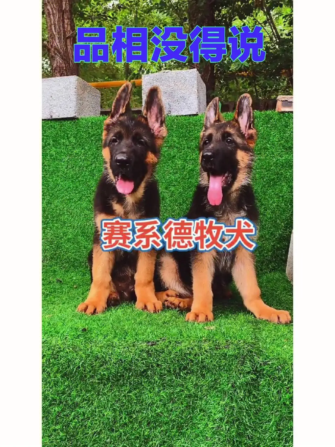 一只德国牧羊犬价格多少钱(德国牧羊犬价格 德国牧羊犬多少钱一只)