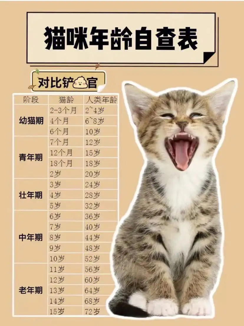 猫的寿命有多长(猫的寿命有多长时间)