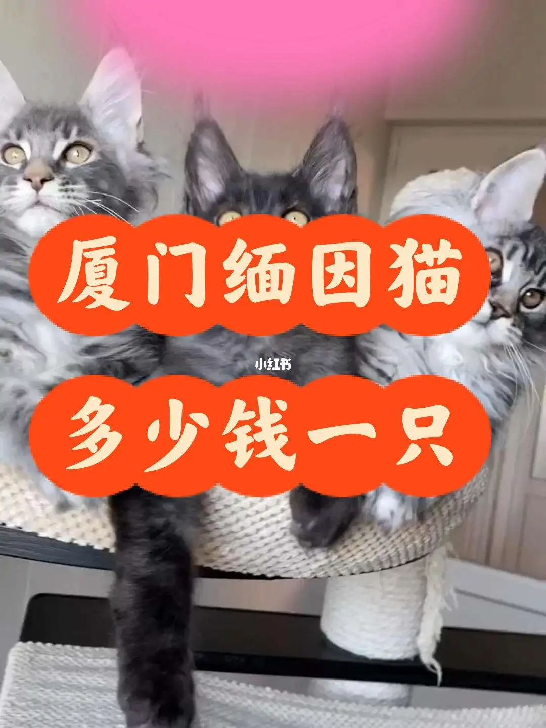 一般猫多少钱(一般猫多少钱一斤)